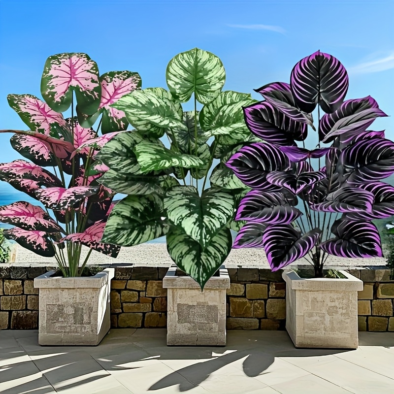 Monstera Adansonii - 3 шт., 60 см, большой набор
