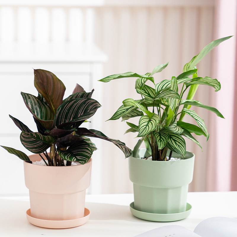 Aloe Vera Pot - Скандинавский минималистичный стиль, зеленая редис, сочный