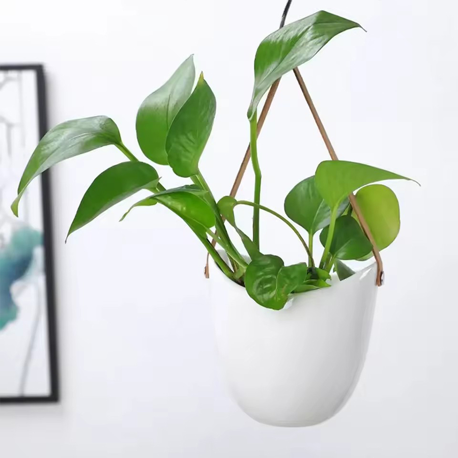Белый подвесной цветочный горш – обзор и цена Aloe Vera Pot