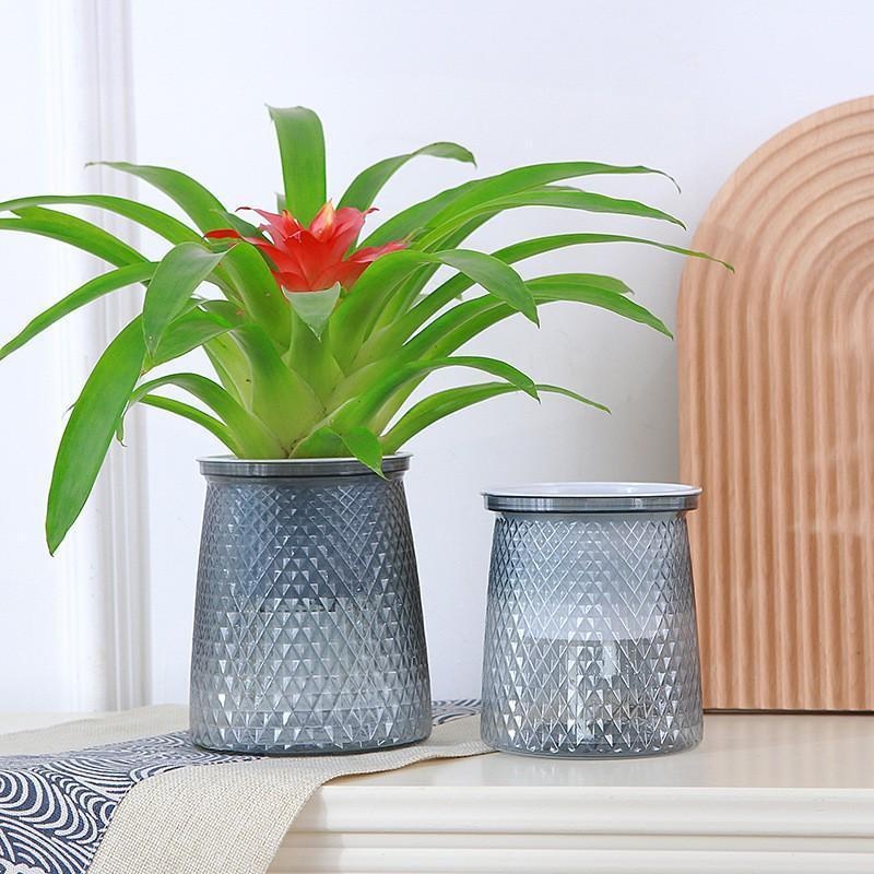 2024, прозрачный самополивный  – обзор и цена Aloe Vera Pot