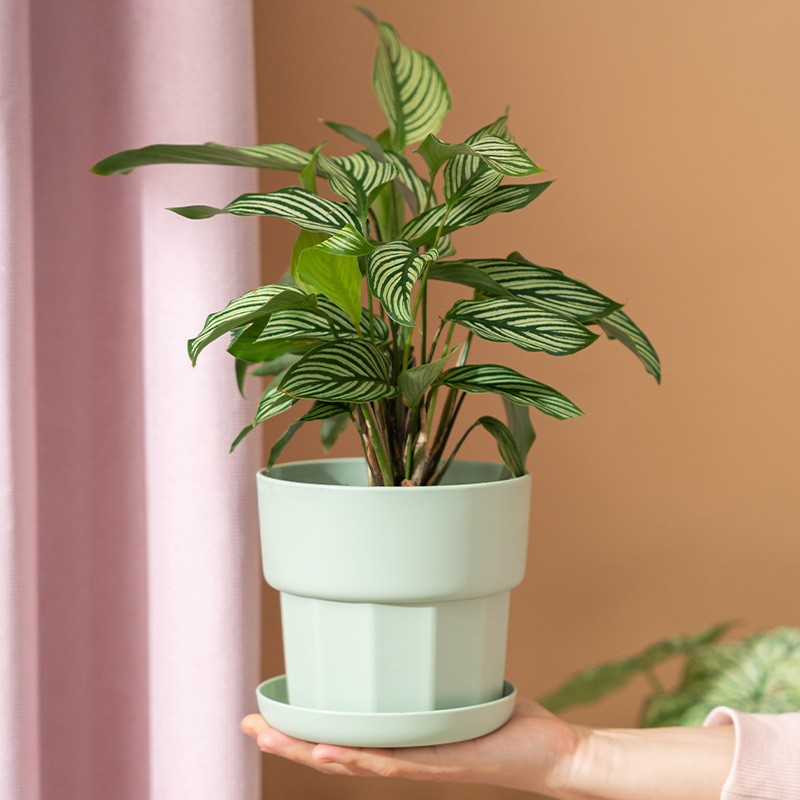 Скандинавский минималистичный  – обзор и цена Aloe Vera Pot