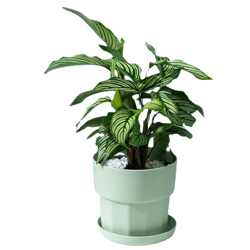 Скандинавский минималистичный  – обзор и цена Aloe Vera Pot